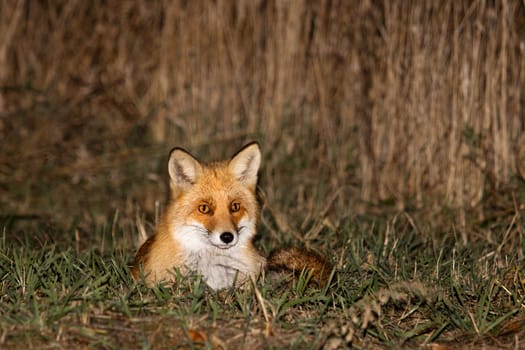 fox lies in the grass at dusk , wild animal