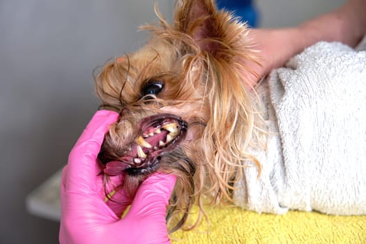 Dogs have problems with the oral cavity, limestone, gingivitis, caries. Checking the dog's teeth by a specialist