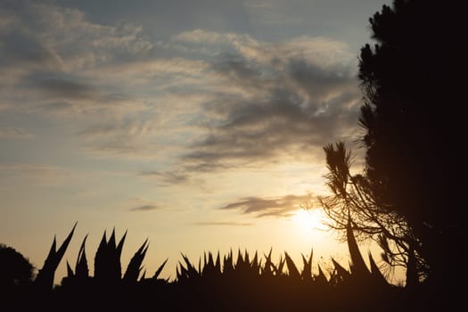 Silhouette of a landscape against a blue sky at dawn with a place for an inscription. High quality photo