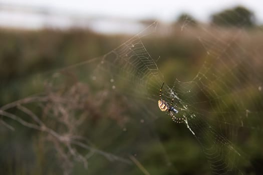 Spider on the web, on a natural green background. There is a place for the inscription. High quality photo