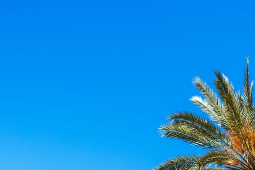 green palm tree isolated on blue sky background.beautiful summer landscape with place for inscription. High quality photo