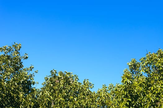 green trees isolated against blue sky. beautiful summer landscape with a place for an inscription. High quality photo