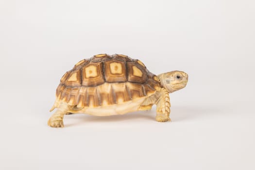 Meet the African spurred tortoise, or sulcata tortoise, in this isolated portrait on a white background. Its unique design and adorable appearance make it a true beauty in the world of reptiles.