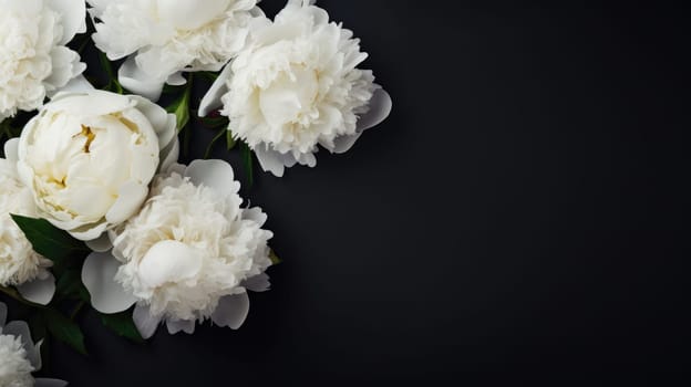 White peonies on a dark background. Minimalistic composition in a dark key. Top view AI