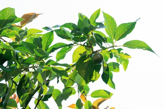 Lemon growing on the tree in the garden, beauty summer day