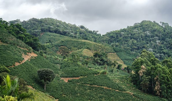 A picturesque coffee plantation on a steep mountain slope with winding paths among rows of coffee plants, surrounded by lush green forest and cloudy skies.