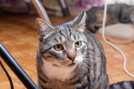 Sad tabby cat lying at home close up