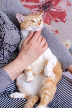 Hand stroking a red cat close up at home