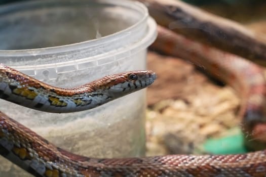 Small brown snake in a terrarium close up