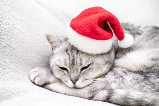 Scottish straight Christmas cat in a red santa hat sleeps on a white blanket. Pets, Christmas stories with pets