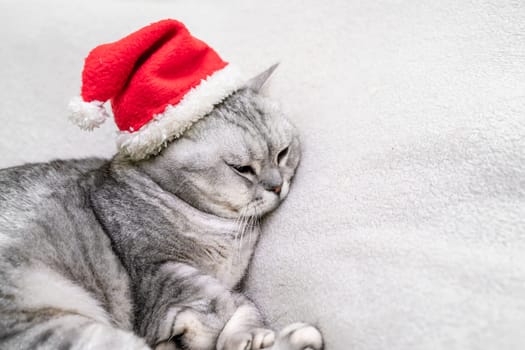 Scottish straight Christmas cat in a red santa hat sleeps on a white blanket. Pets, Christmas stories with pets
