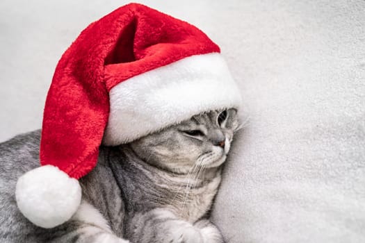 Scottish straight Christmas cat in a red santa hat sleeps on a white blanket. Pets, Christmas stories with pets