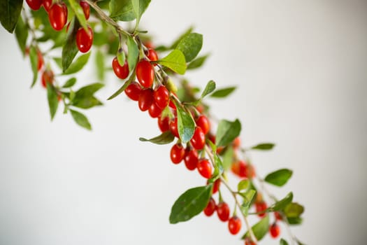 Branch with ripe red goji berry on abstract grey background