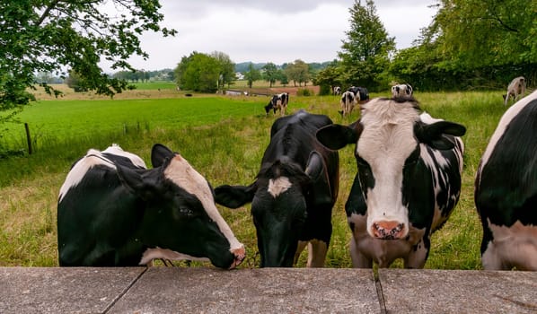 A Group of Cows While Grazing Came Up to Wall for a Close Up on a Spring Day