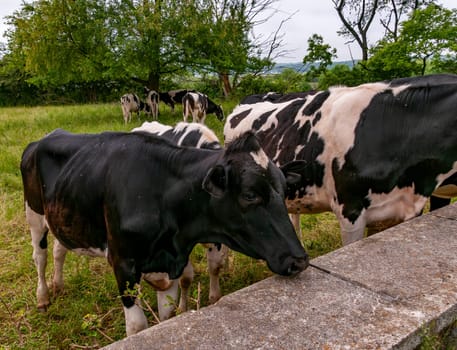 A Group of Cows While Grazing Came Up to Wall for a Close Up on a Spring Day