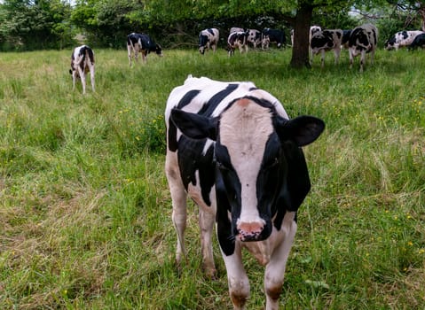 A Group of Cows While Grazing Came Up to Wall for a Close Up on a Spring Day