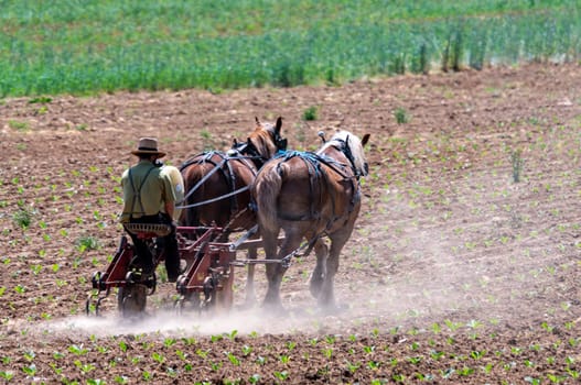 A View of an Amish Farmer Cultivating his Field With Two Horses Pulling on a Sunny Spring Day