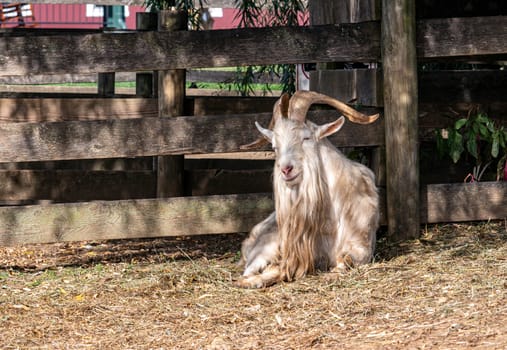 A Head On View of an Old Goat, Sitting Enjoying the Sun on an Autumn Day