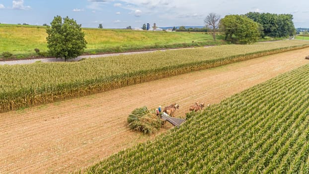 An Aerial View of Six Horses Pulling an Amish Harvesting Corn Stalk Machine, With Family Helping on a Sunny Day