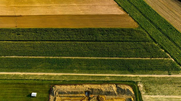 An Aerial Downward View of Green Corn Field in Perpendicular Rows to Each Other, on a Sunny Day