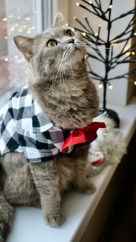 Scottish straight eared cat with red tie bow on New Year's holiday, celebrating Christmas. Pet sitting on the windowsill at home. Vertical