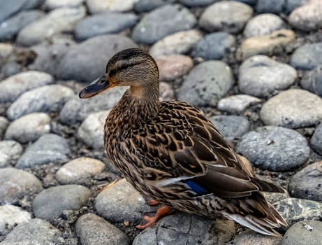 Wild duck standing on gray stones. High quality photo.