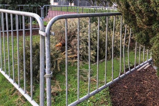 Used Christmas trees behind the fence