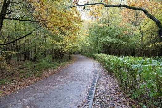 Cleaned walkway surrounded by foliage and autumn trees in a park. High quality photo.