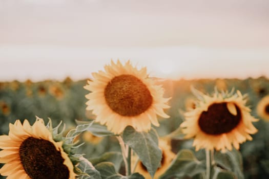 Close-up of a sunflower growing in a field of sunflowers during a nice sunny summer day with some clouds. Helianthus