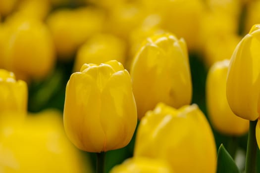 Yellow tulips spring blossoming , bokeh flower background, pastel and soft floral card, selective focus.