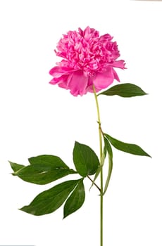 Peony flower. Large pink peony isolated on white background