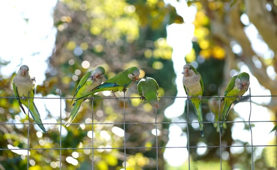 Barcelona. City Park. People feed parrots. Monk parakeet , Group of green parakeets on a chain-link fence