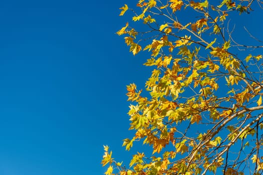 Yellowed leaves of plane tree in front of blue sunny sky in autumn