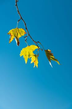 Yellowed leaves of plane tree in front of blue sunny sky in autumn