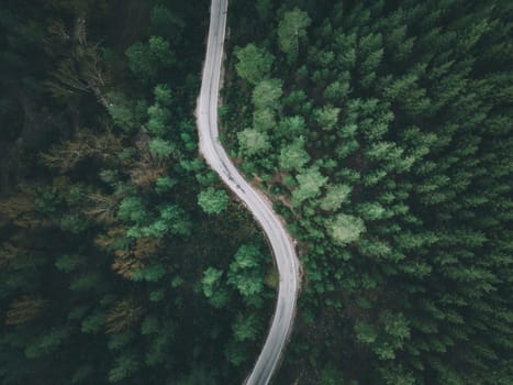 Aerial view of forest road with pine trees on both sides in autumn