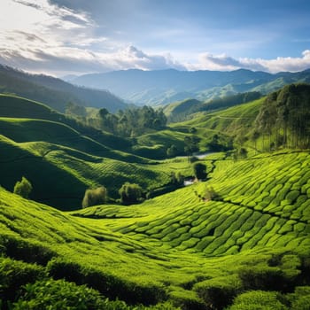 Green tea plantation at sunrise time,nature background. Aerial view. AI Generated