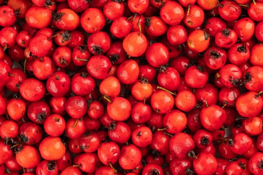 pile of red hawthorn berries full frame background and texture.