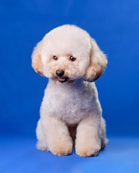 Cute puppy of a small miniature apricot-colored poodle on a blue chromakey background.
