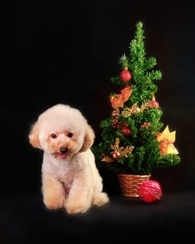 A puppy of a sitting poodle near a decorated artificial Christmas tree.