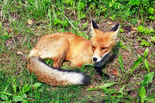 Communication with animals. Portrait of a fox in summer background