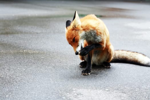 Nature and hygiene. Beautiful young fox washes her paws