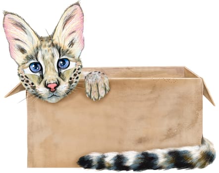 Portrait of a funny cat looking out of the box. Watercolor illustration