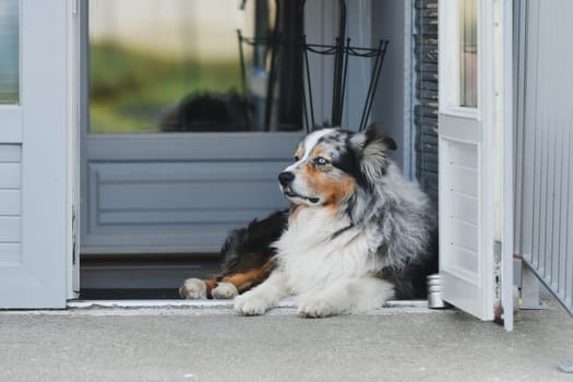 Australian shepherd dog rests near a house