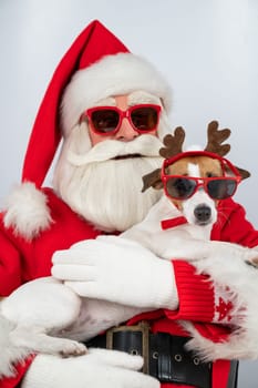 Portrait of santa claus in sunglasses and dog jack russell terrier in rudolf reindeer ears on a white background