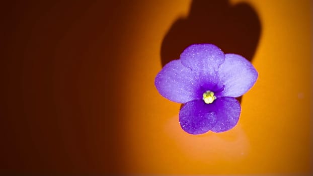 Violet indoor violet flower on an orange dark background. High quality photo