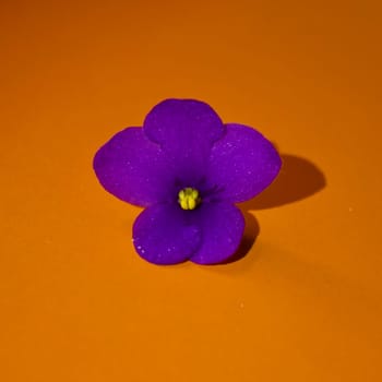Violet indoor violet flower on an orange dark background. High quality photo