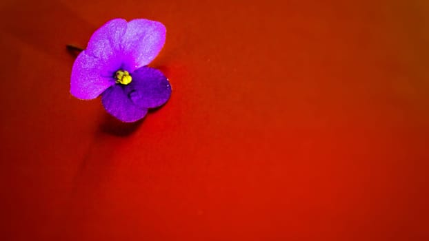 Violet indoor violet flower on an orange dark background. High quality photo