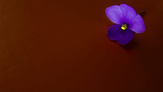 Violet indoor violet flower on an orange dark background. High quality photo