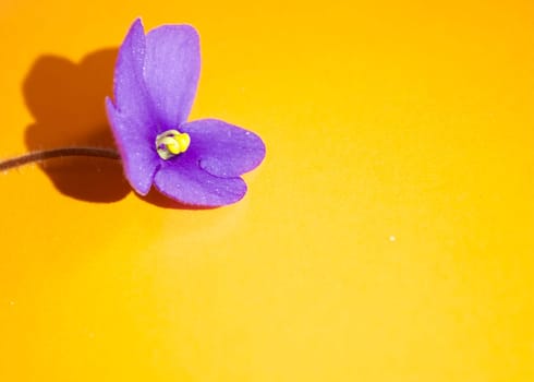 Violet indoor violet flower on an orange dark background. High quality photo