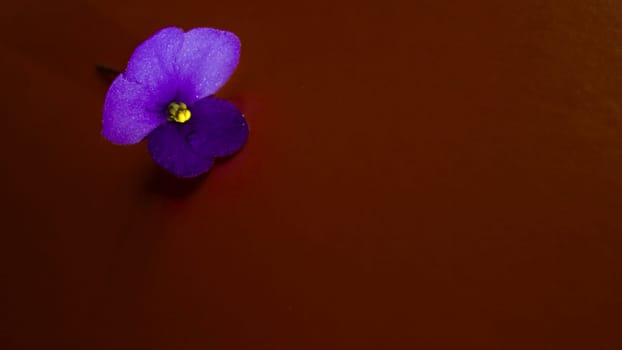 Violet indoor violet flower on an orange dark background. High quality photo